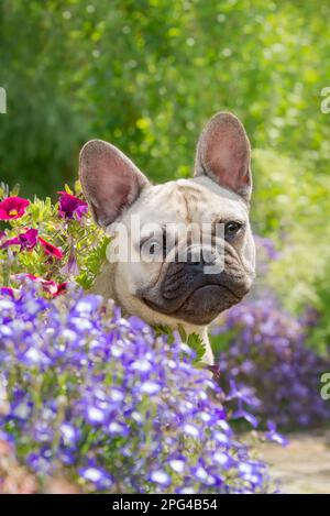 Ritratto di un giovane Bulldog francese carino, 8 mesi, una femmina di colore cucciolo che posa fiori admici in un giardino Foto Stock