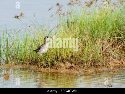 Un Sandpiper palude che attraversa le acque paludose alla periferia di Bhuj, Gujarat, in un'area conosciuta come Grande rann di kutch Foto Stock