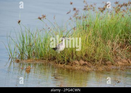 Un Sandpiper palude che attraversa le acque paludose alla periferia di Bhuj, Gujarat, in un'area conosciuta come Grande rann di kutch Foto Stock