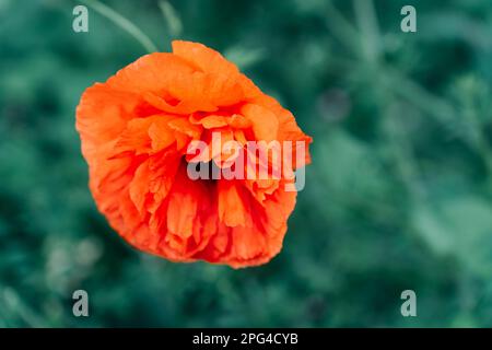 Primo piano di fuoco selettivo di un campo rosso papavero fiore, fiorendo in un campo in tarda primavera Foto Stock