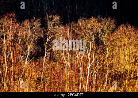 doppia esposizione, alberi e una porta rossa di siero di latte Foto Stock