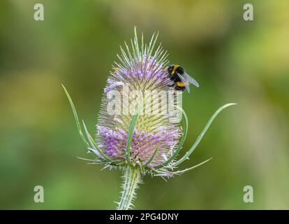 Un Bumble Bee a righe gialle e nere che si nutre su un Teasel porpora . Preso su uno sfondo verde .Suffolk, Regno Unito Foto Stock