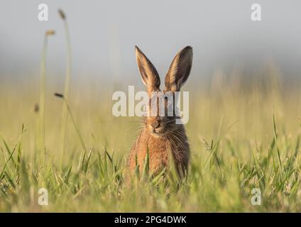 Un bel giovane marrone Lepre Leveret (Lepus europaeus) seduto nel prato erboso. Evidenziato dal sole. Colori pastello. Suffolk, Regno Unito. Foto Stock