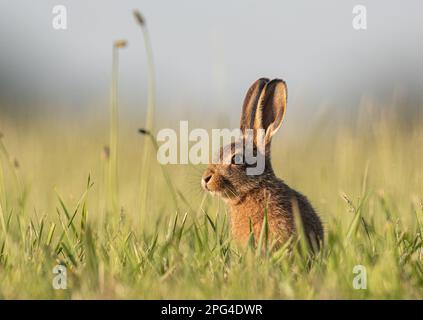 Un bel giovane marrone Lepre Leveret (Lepus europaeus) seduto nel prato erboso. Evidenziato dal sole. Colori pastello. Suffolk, Regno Unito. Foto Stock