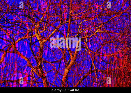 doppia esposizione, alberi e una porta rossa di siero di latte Foto Stock