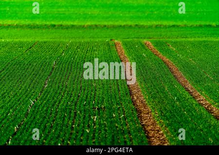 Campo di colza nel mese di gennaio, Wesertal, Weserbergland, Germania Foto Stock