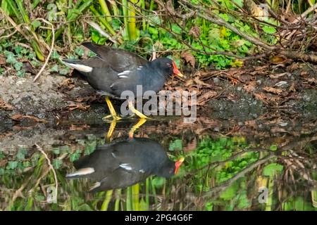 Moorhen (Gallinula chloropus) un uccello comune di uccelli acquatici con un becco rosso e gambe verdi che si trovano in stagni, laghi, torrenti e fiumi spesso noto come una palude Foto Stock