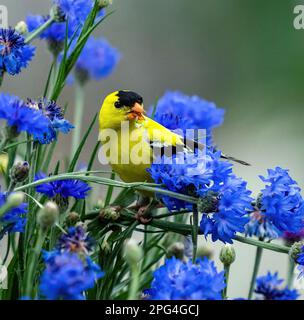 Un Goldfinch in un giardino di Blue Cornflower mangiare semi, visto da vicino. Foto Stock