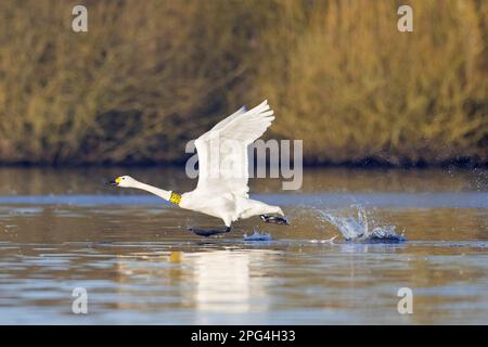 Tundra Swan / Bewick's Swan (Cygnus bewickii) decollo dal lago in inverno con collo giallo con codice di 4 caratteri per la ricerca sulla migrazione degli uccelli Foto Stock