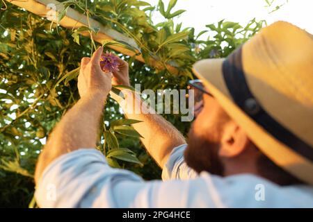 Giardiniere in un cappello di paglia esamina un fiore di frutto di passione. Vista posteriore, sopra la spalla. Giardinaggio biologico e concetto di serra tropicale. Foto Stock