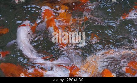 Coloratissimo motivo d'acqua formato da un gruppo di carpe Koi che nuotano in piscina. Fancy carp fishtop vista immagine astratta Foto Stock