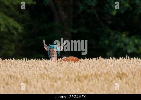 Capriolo europeo (Dama dama) buck / maschio con corna aggrovigliate in filo di nylon blu scartato / rete di immondizia in campo di grano in estate Foto Stock