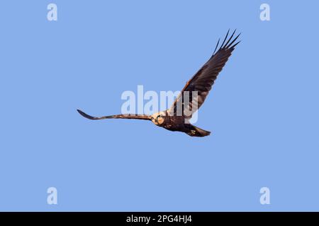 Marsh harrier eurasiatica / marsh harrier occidentale (Circus aeruginosus) femmina in volo contro il cielo blu Foto Stock