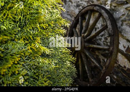 Una ruota di vagone invecchiata è punteggiata contro un muro di pietra rustico, con una vibrante cespuglio verde in primo piano Foto Stock