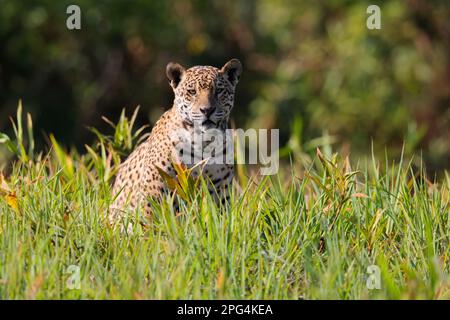 Un adulto Jaguar (Panthera oca) rilassante sul fiume Cuiaba nel Pantanal, Mato Grosso, Brasile Foto Stock