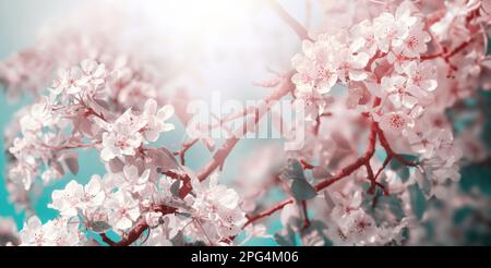 Fiori di mela bianchi e rosa su un ramo alla bella luce del sole con cielo color tè, stilizzato scenario primaverile Foto Stock