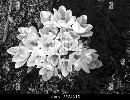 Fiore bianco di croco nel giardino primaverile in Polonia, monocromatico Foto Stock