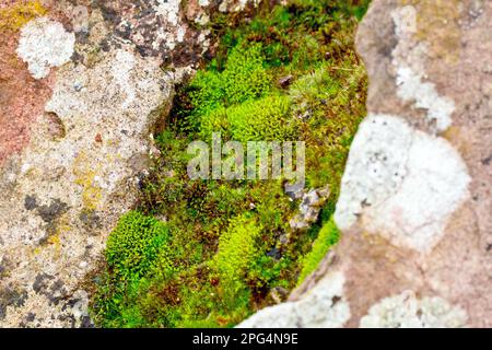 Primo piano dei vari muschi e licheni che crescono tra le pietre di coping di un vecchio muro di arenaria rossa sgretolante. Foto Stock