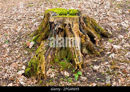 Primo piano di un vecchio ceppo di albero coperto di muschio, il legno lentamente decomporsi via, circondato da lettiera foglie decadente. Foto Stock