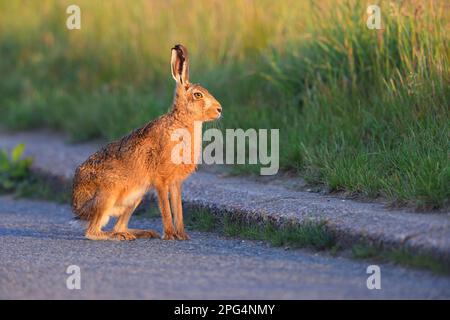 Un adulto Brown Hare (Lepus europaeus) su una tranquilla corsia di campagna attraverso terreni agricoli nell'Inghilterra orientale, Regno Unito Foto Stock