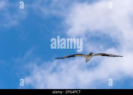 Un falco di falco pescatore sopra l'acqua a Perdido Key Beach in Florida il 16 marzo 2023. Foto Stock