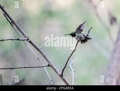 Hummingbird maschio dalla gola di rubino che prende il volo da un ramo di albero in una serata primaverile a Taylors Falls, Minnesota USA. Foto Stock