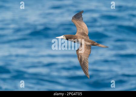 Marrone booby, sula leucocaster, adulto singolo che vola sull'oceano, al largo di Panama, America centrale Foto Stock