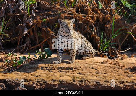 Un adulto Jaguar (Panthera oca) rilassante sul fiume Cuiaba nel Pantanal, Mato Grosso, Brasile Foto Stock