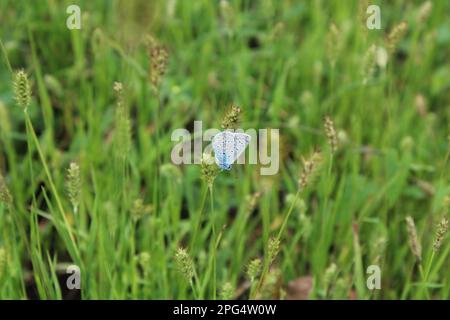 Una piccola farfalla blu appollaiata in cima a un vibrante prato verde di erba lussureggiante e fogliame Foto Stock