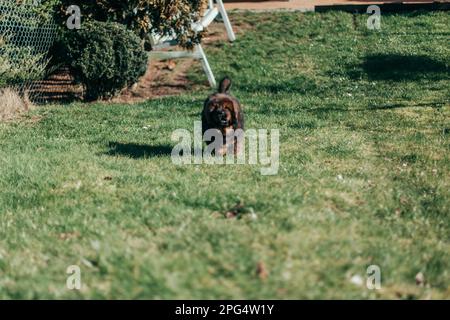 Cucciolo di mastiff tibetano rosso e maltese adulto che gioca in giardino. Foto Stock