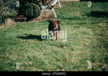 Cucciolo di mastiff tibetano rosso e maltese adulto che gioca in giardino. Foto Stock
