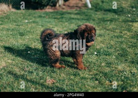 Cucciolo di mastiff tibetano rosso e maltese adulto che gioca in giardino. Foto Stock