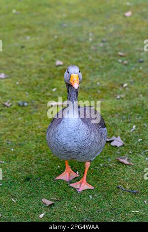 L'oca di Greylag che cammina attraverso l'erba. L'uccello sta guardando la fotocamera. Greylag Goose (Anser anser) a Beckenham, Kent, Regno Unito. Foto Stock