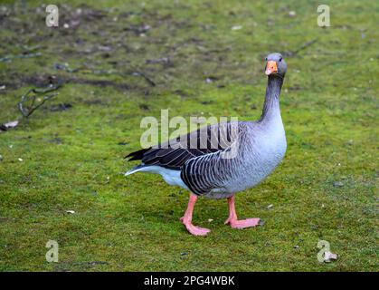 L'oca di Greylag che cammina attraverso l'erba. L'uccello sta guardando la fotocamera. Greylag Goose (Anser anser) a Beckenham, Kent, Regno Unito. Foto Stock