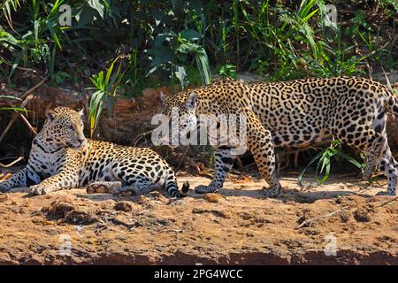 Un paio di Jaguar (Panthera oca) sulle rive del fiume Cuiaba nel Pantanal, Mato Grosso, Brasile Foto Stock