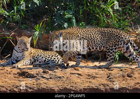 Un paio di Jaguar (Panthera oca) sulle rive del fiume Cuiaba nel Pantanal, Mato Grosso, Brasile Foto Stock