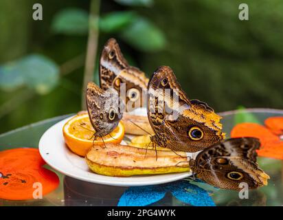 primo piano di una farfalla di gufo (specie caligo) in uno zoo Foto Stock