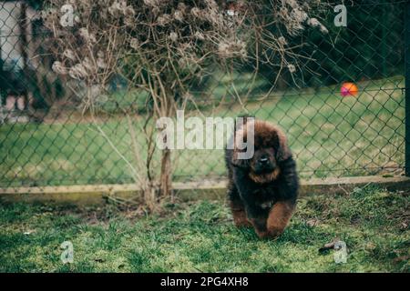 Cucciolo di mastiff tibetano rosso e maltese adulto che gioca in giardino. Foto Stock
