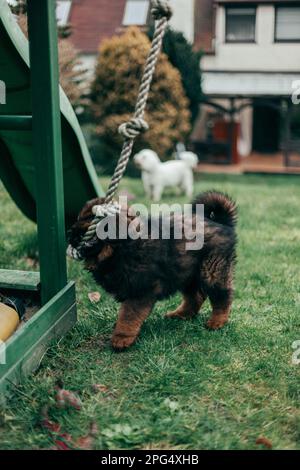 Cucciolo di mastiff tibetano rosso e maltese adulto che gioca in giardino. Foto Stock