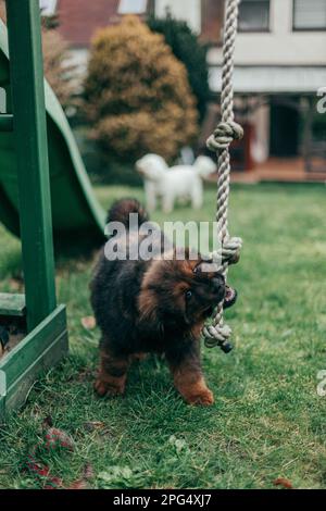 Cucciolo di mastiff tibetano rosso e maltese adulto che gioca in giardino. Foto Stock