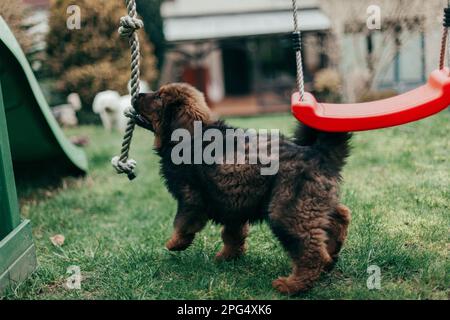 Cucciolo di mastiff tibetano rosso e maltese adulto che gioca in giardino. Foto Stock