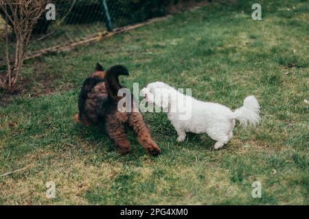 Cucciolo di mastiff tibetano rosso e maltese adulto che gioca in giardino. Foto Stock