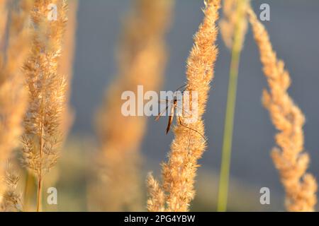 Grande cranefly ( Tipulidae ) alla luce del sole su una pianta Foto Stock