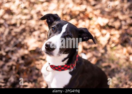 Il cane bianco e nero che lascia cadere le foglie autunnali. Foto Stock