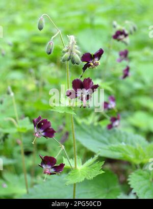 In natura nella foresta primaverile geranio phaeum fiorisce Foto Stock