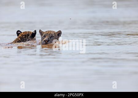 Un adulto Jaguar (Panthera oca) nuoto nel fiume Cuiaba nel Pantanal, Mato Grosso, Brasile Foto Stock