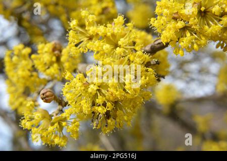 In primavera cornel è reale (Cornus mas) fiorisce in natura Foto Stock