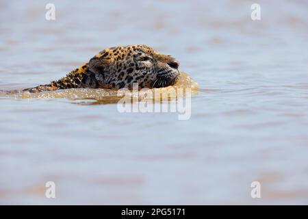 Un adulto Jaguar (Panthera oca) nuoto nel fiume Cuiaba nel Pantanal, Mato Grosso, Brasile Foto Stock