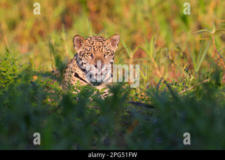 Primo piano di una Jaguar adulta (Panthera oca) sulle rive del fiume Cuiaba vicino a Porto Jobre nel Pantanal, Mato Grosso, Brasile Foto Stock