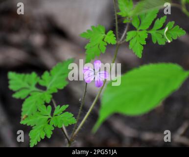 Geranio (Geranio robertianum) cresce in natura Foto Stock